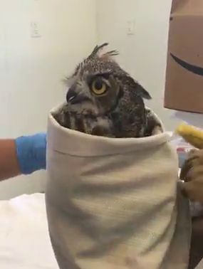 Burrito can be used as a verb