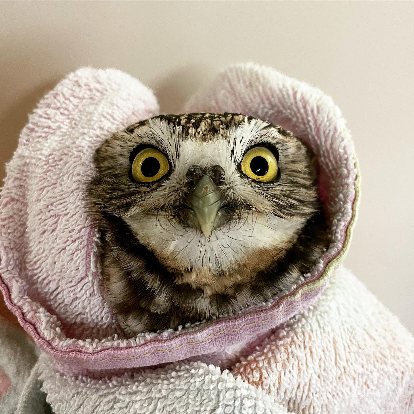 Close up of a Burrowing Owl wrapped in a pale pink towel with a folded edge at the collar. The owl wears it like a cloak, but back to front. He/she has yellow eyes, a pale olive beak, and tabby cat patterning of grey, brown, black and white feathers. There's brown spots along the forehead and thin black bristles under the beak, which look like hairs but are really a type of feather. Then again, it's all keratin proteins at the micro level. However you define it, having a few wayward chin hairs is pretty relatable.