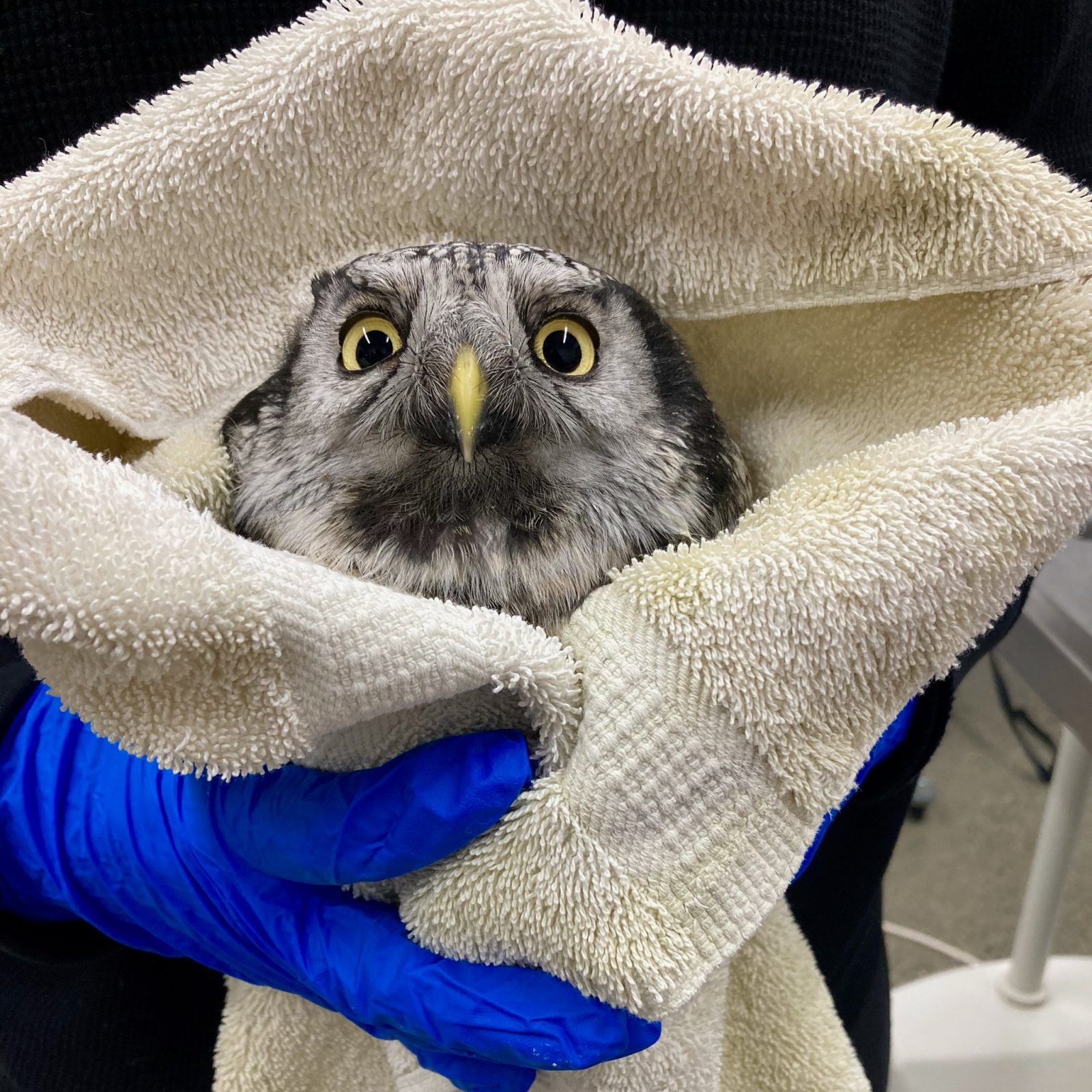 This Northern Hawk-Owl is wrapped in a cream towel and held by a pair of dark blue medical gloves, presumably containing hands. The rehabilitator is framed behind the owl and wearing black. Some medical equipment is in the background bottom right. The back of the owl's head is flat against the towel, giving it the appearance of recoiling, or looking down its beak and judging the viewer.
The owl's head is a trapezoidal shape; a flat top with a wide neck that broadens toward its wings. The feathers are a two-tone mix of light and dark shades of grey. Its forehead is mottled with light spots. Its beak and irises are matching, all a pale moon-yellow in tone.
The towel is loose and open around the owl's neck, like an oversized collar. Possibly vampire attire. Incidentally, the owl's binomial name 'Surnia ulula' and the name 'Dracula' share the same last three letters. Have you ever seen a Northern Hawk-Owl and Dracula in the same room? I guarantee you haven't. Food for thought.