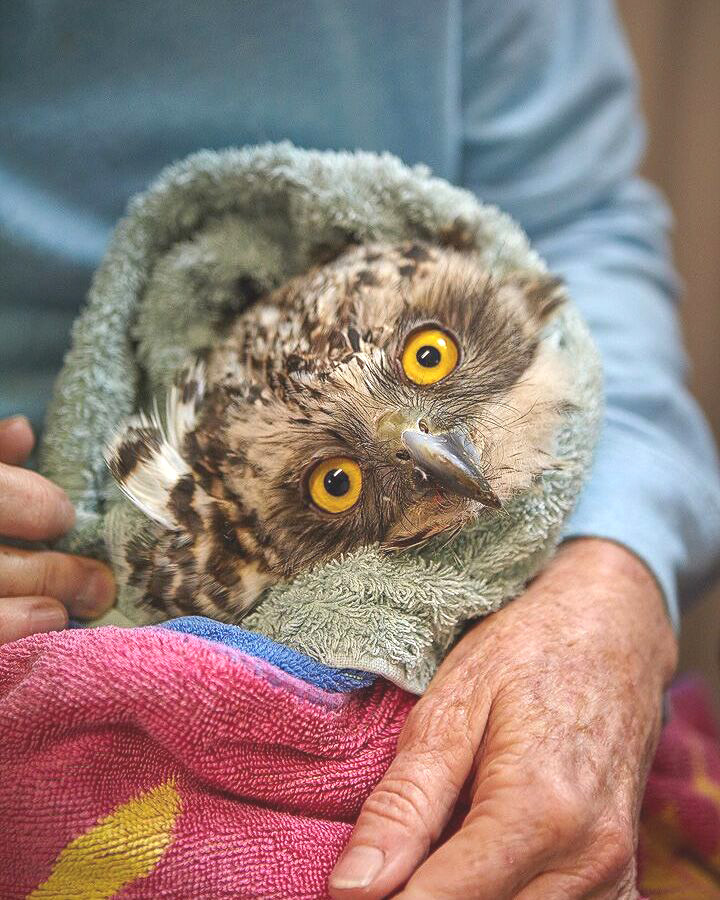 Powerful Owl with torticollis