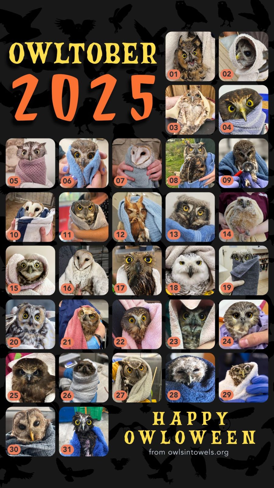 A calandar grid of 31 owls, one for each day of Owltober 2025, with the message "Happy Owl-o-ween from Owls in Towels dot org"