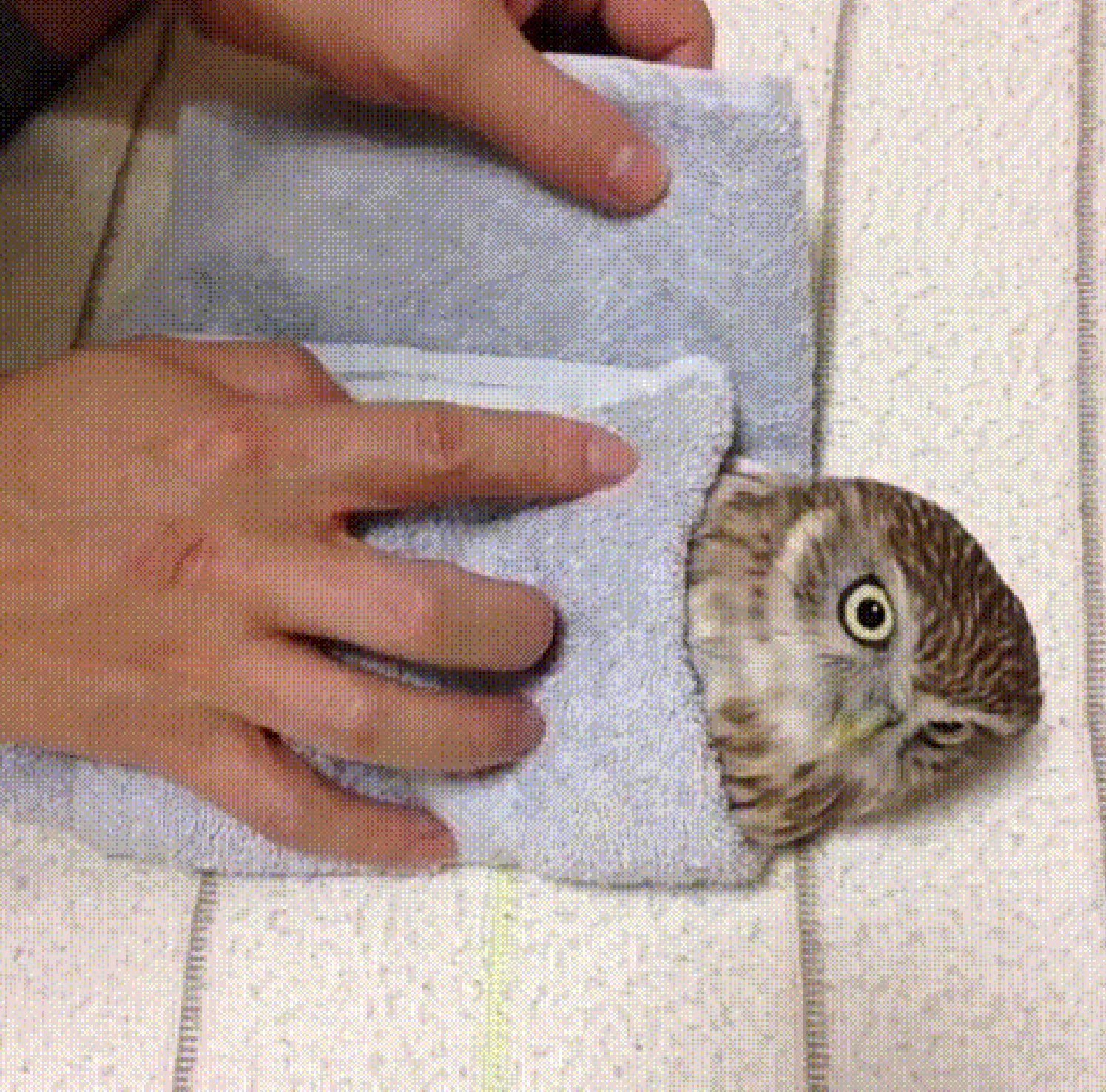 How to Make an Owl Burrito