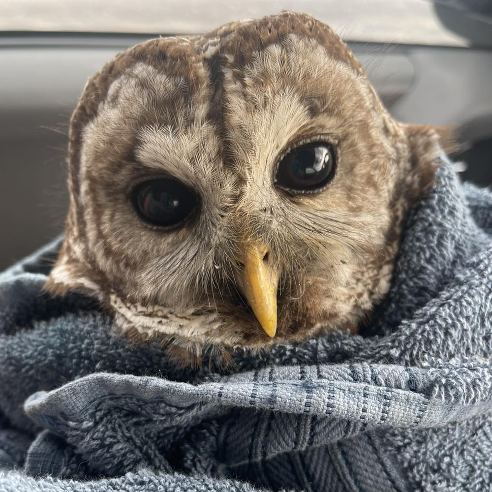 Barred Owl in the interior of a vehicle, wrapped in a slate blue towel. His head is tilted slightly to the left, and his deep black-brown eyes appear (whether objectively true or not) trusting of the photographer. His feathers are duotone: brown and a slightly different shade of brown. He's got an apple-shaped facial disc, and long whiskers surrounding a yellow beak the colour of hard cheese.