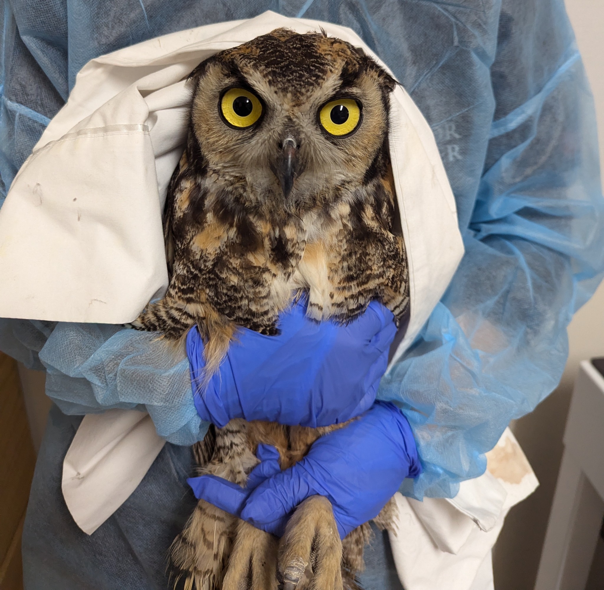 Tips to Avoid Window Collisions