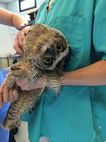 The owl, held by a rehabilitator in teal scrubs, looks at the camera with his head severely tilted over one shoulder.