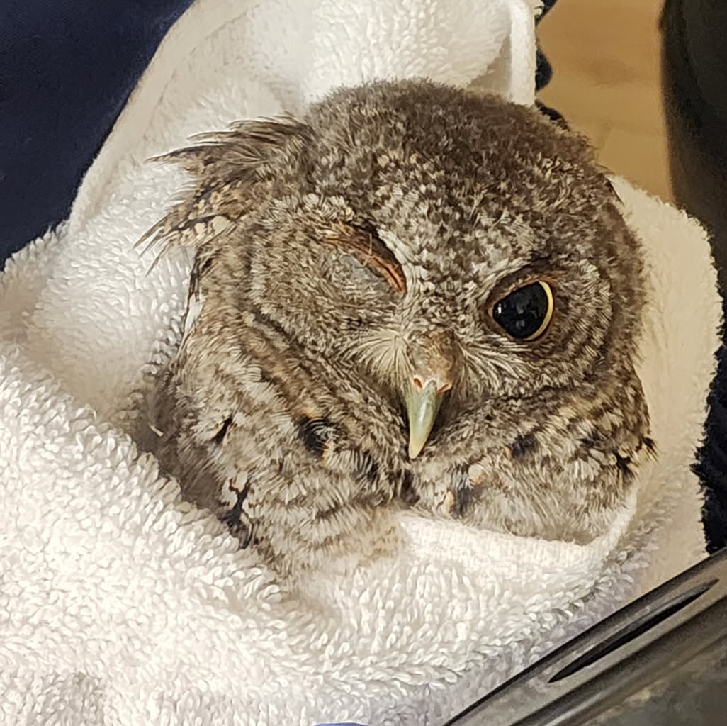 This gray-morph Screech Owl is bundled in a plain white towel, carried by a vet staffer. Hands sporting a pair of bluebell medical gloves hold the bundle of combined owl and towel aloft for the camera. One of the owl's eyes is shut due to injury, but the other is open, pupil as wide as a dinner plate.