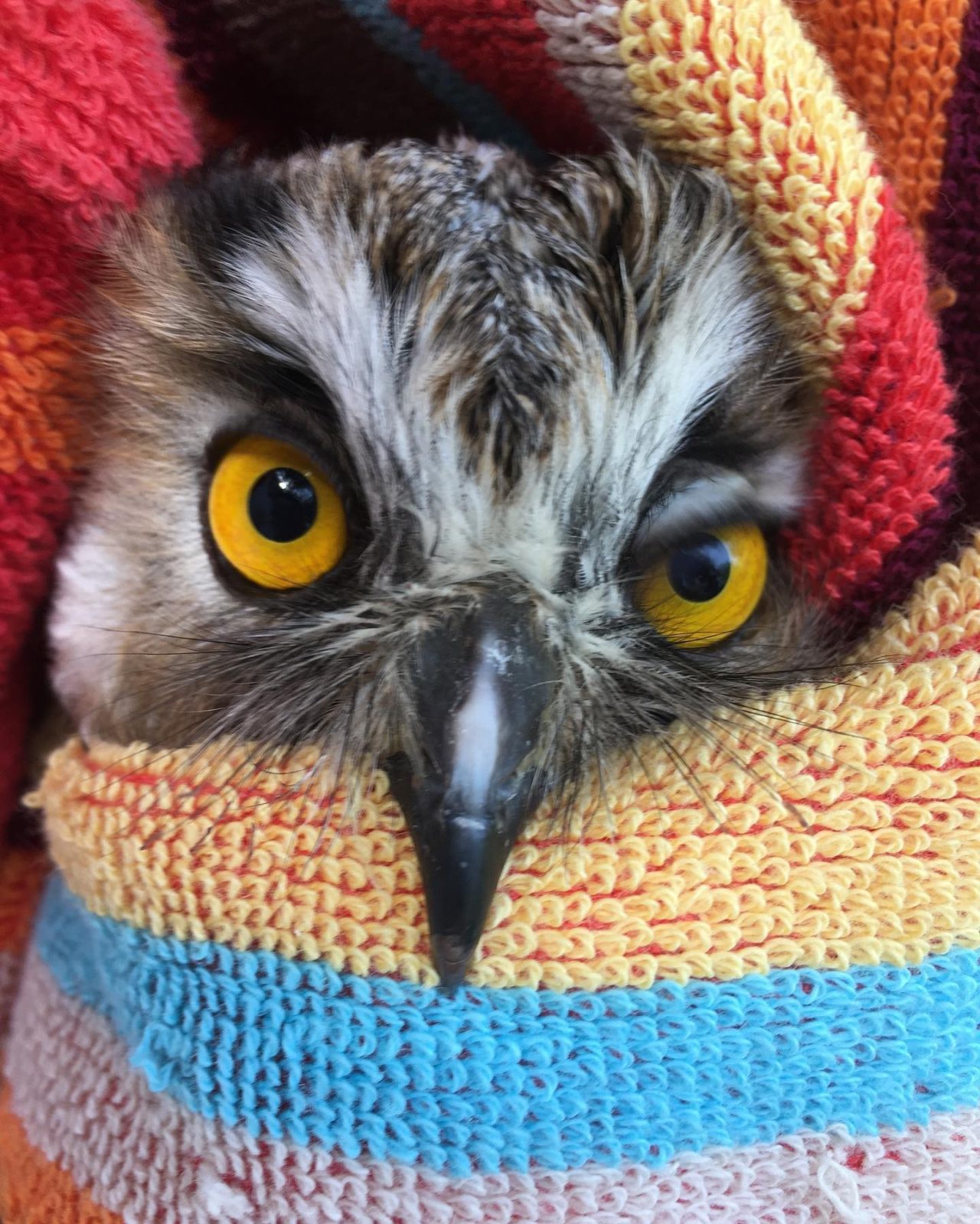 A Long-eared Owl is wrapped in a vibrant striped towel in shades of orange, sky blue, buttery yellow, watermelon red and plum. The owl has a large beak protruding over the edge of the fabric, and some fairly hefty rictal bristles a.k.a. whiskers to match.

The photographer has captured the owl mid-blink, and one of its amber eyes is partially closed. This gives the owl an expression that—if it were human—could be described as haughtiness or nonchalance, or a combination of the two.