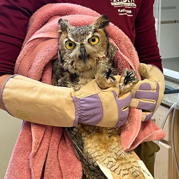 Recovery from Pellet Shot