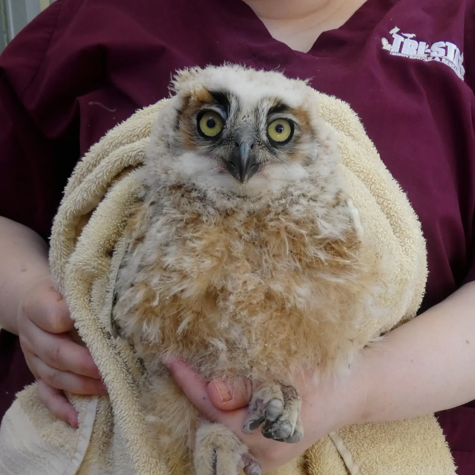 A Great Horned Owlet in care at Tri-State Bird Rescue. With sandy blond feathers and a sandy blond towel, it's hard to tell where the owl starts and the towel ends. The rehabilitator behind holds the owl by the legs and wears a uniform bearing a white logo on a field of dark maroon. The owl's feet are bunched up like fists. Above his pale green eyes are some dark brow feathers, which are flat and neutral, giving him an almost relaxed appearance. The brow ridge may become more angular and develop into a grumpier-looking expression. Give it time.