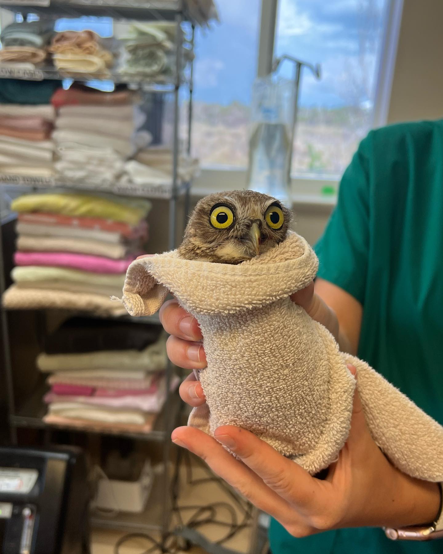 Burrowing Owl #2 – Fractured Coracoid