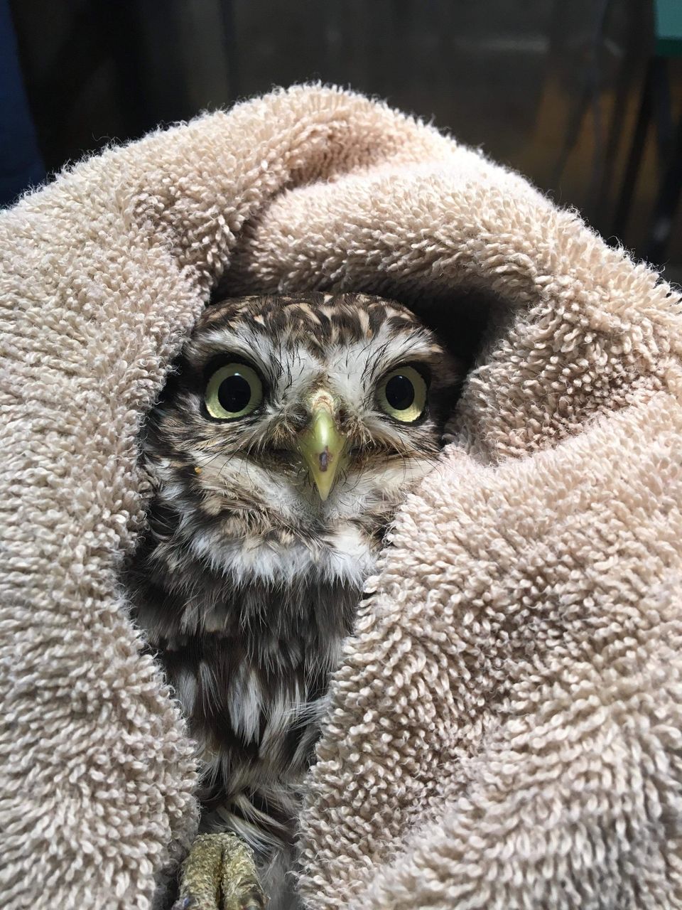 Little Owl after Surgery