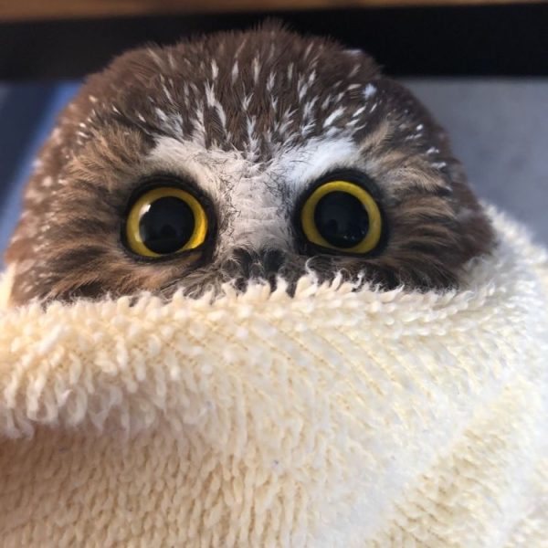 Cosy Northern Saw-Whet