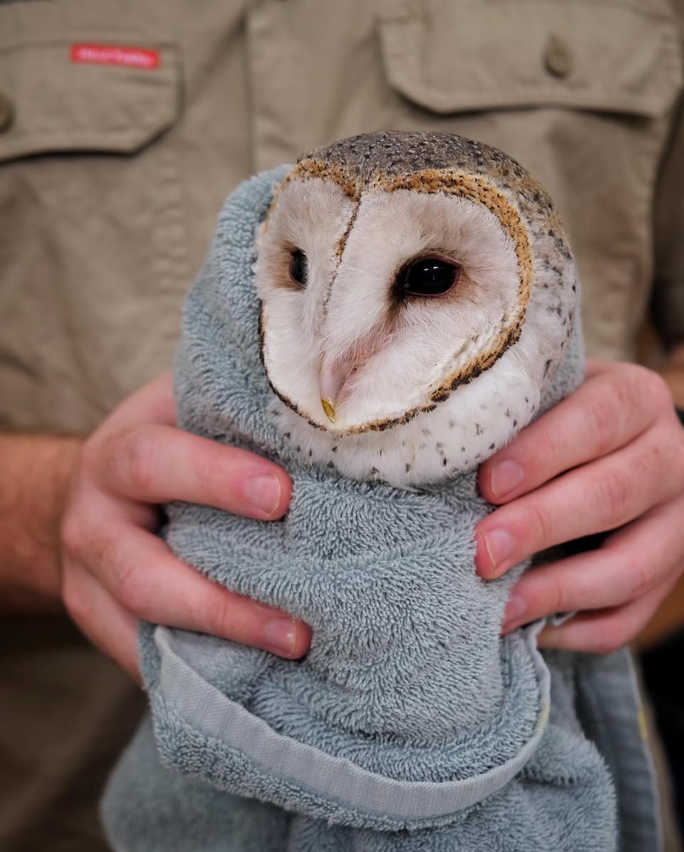 Sundae the Barn Owl