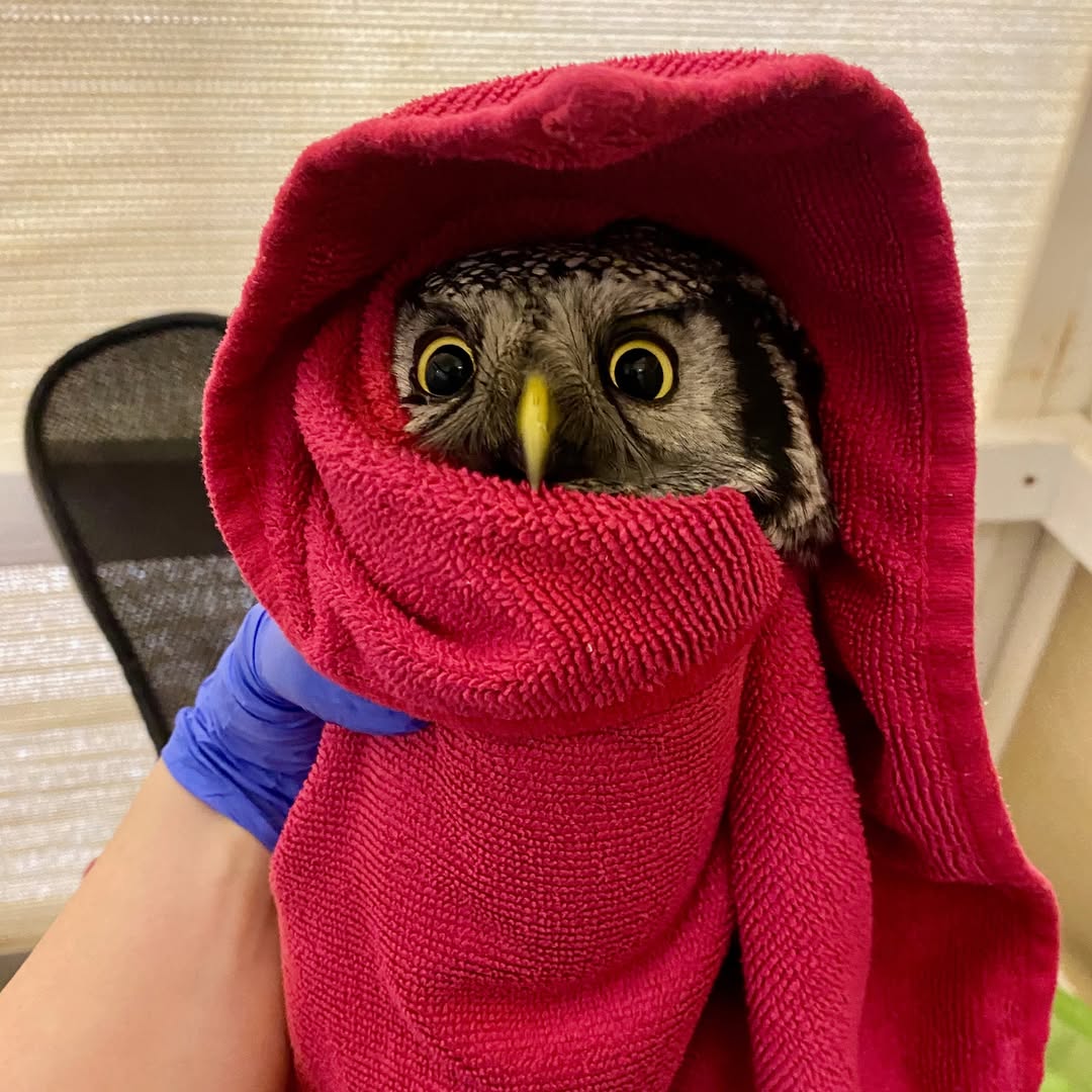 Similar to the previous post, this Northern Hawk-Owl appears to be either in a state of recoil, or looking down its beak at the viewer. It is wrapped in a towel, and held by a single hand wearing a blue medical glove. The other hand is unseen, probably taking the photo.
The owl's pupils are more dilated than in the previous photo, perhaps due to a slightly darker environment owing to the towel forming a hood over its head. The wrap appears a little tighter, more like a burrito, and one corner of the towel forms the peak of the hood.
The towel this time is a shade of red, and again has a wide collar, doing little to quell rumours of this owl's association with Dracula. Strange, because this particular species of owl is diurnal, meaning they're active during the day. Stephenie Meyer take note.