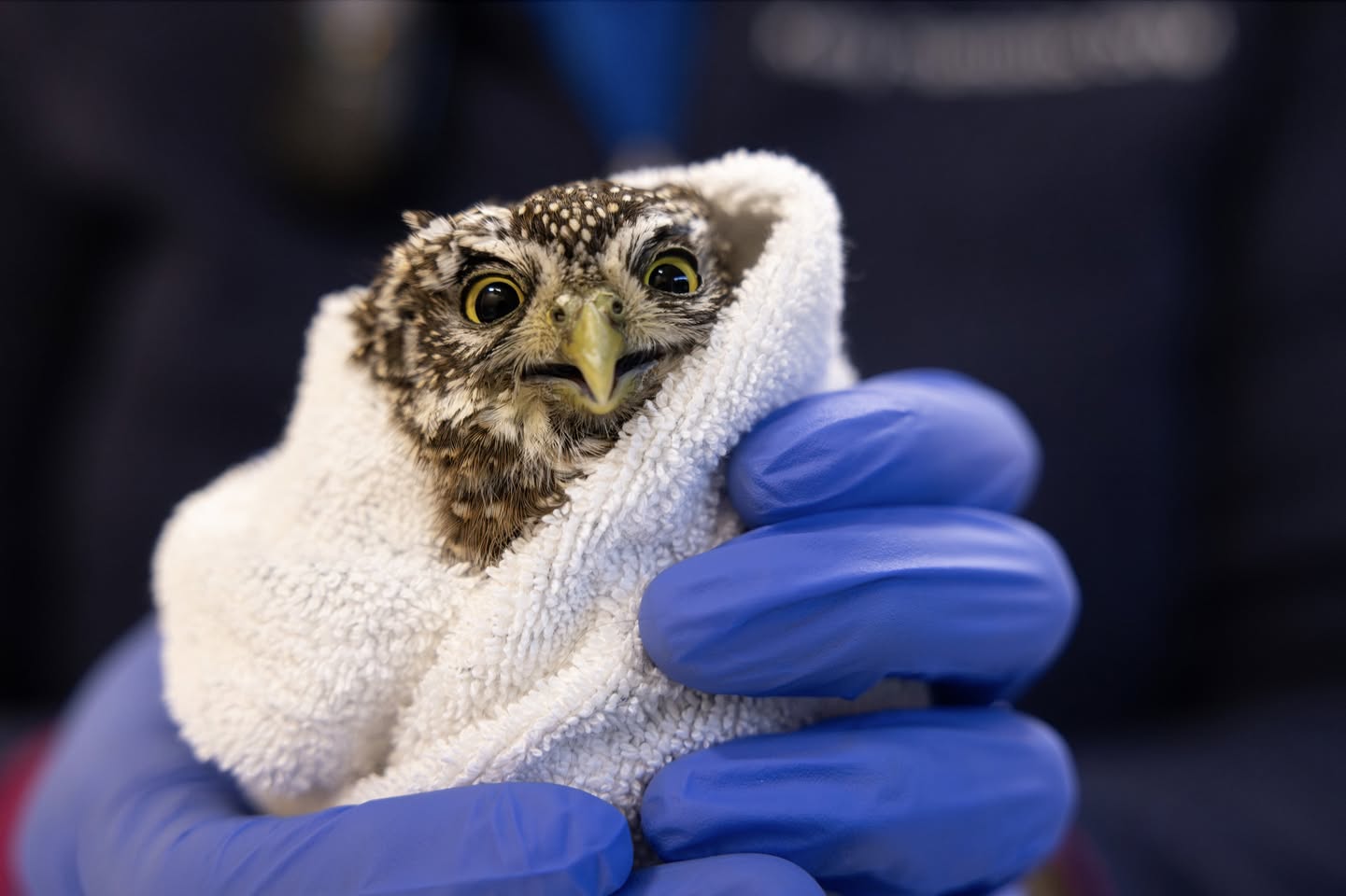 A Northern Pygmy Owl with brown and cream feathers is wrapped in a white towel, held by a pair of blue gloves the way someone might hold a mug of coffee on a winter's day. The owl's expression is comical, in part thanks to:
a) feather markings that look like raised eyebrows;
b) an open mouth that practically says "I am surprised"; and
c) the owl's whole face in a state of recoil, looking down his beak at the camera.
The background is out of focus and indistinct—dark blue with some bokeh shapes. From the original post we can see it is the torso of the rehabber with a clip-on walkie-talkie, blue undershirt, and white text displaying workplace details.