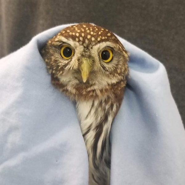 Pygmy Owl survives cat attack