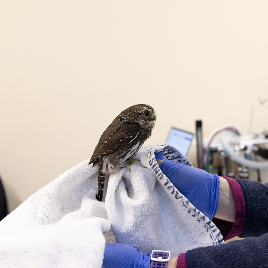 A mid-shot of the Pygmy Owl in profile, perched on the towel with legs secured by the first rehabilitator. Medical items and a computer display are to the back. There's a slight rip in the thumb of the blue glove, and while we can only speculate what caused this, it is noteworthy the puncture is within pecking distance of the owl. From this side angle we see the owl's top beak is curved downwards, and overhangs the lower in a sharp hook. The owl has a stretched oval shaped body, like a feathery gherkin with a tail. The white towel, as it turns out (literally), is printed on one side in a patchwork of black text with various thicknesses and styles. Being bottom-side up however, most of it obscured save the folded-over edge where `SING` and `JOY` are legible words. Elsewhere, `FRIEND`, and `IMAGINE` or `IMAGINATION` are other contenders.