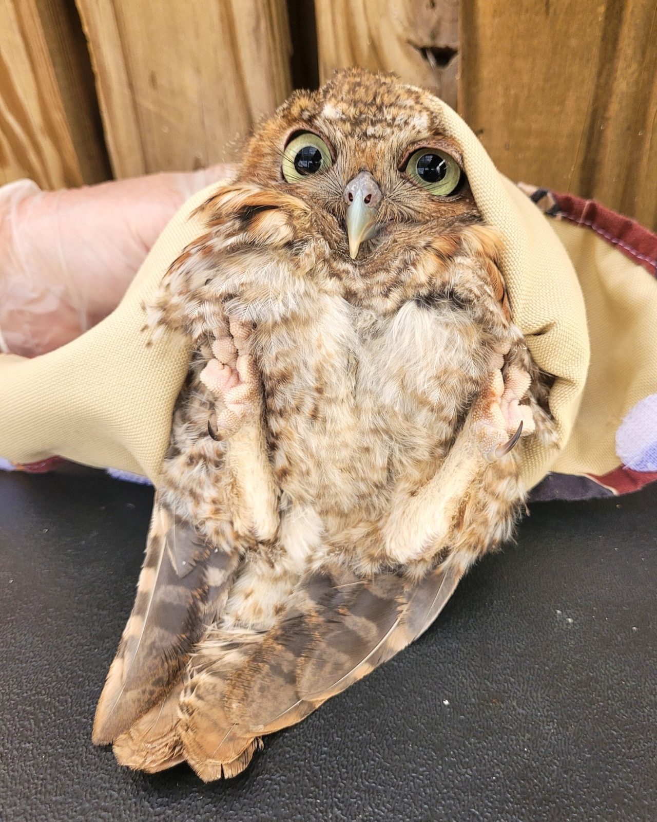This Screech Owl's "red morph" variety shows up as shades of cream, light brown and ginger. The buttermilk wrap appears to be purpose-made, with hook-and-loop dots for easier fastening. It pulls around the owl's head slightly and depresses one eyelid over a pale-kiwifruit green eye. The owl is reclined so that the undersides of the feet - called planta or footpads, since they don't have soles the same way humans do - are facing skyward. The owl is atop a black bench and a rehabilitator's hand (in a transparent glove) provides lumbar support. Wooden palings of a fence appear behind.