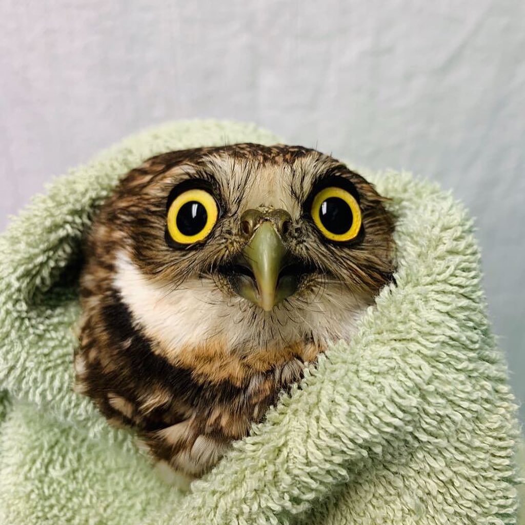 Putting the “ow” in burrowing owl