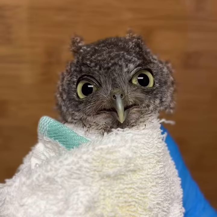 Tiny Owl Tiny Towel
