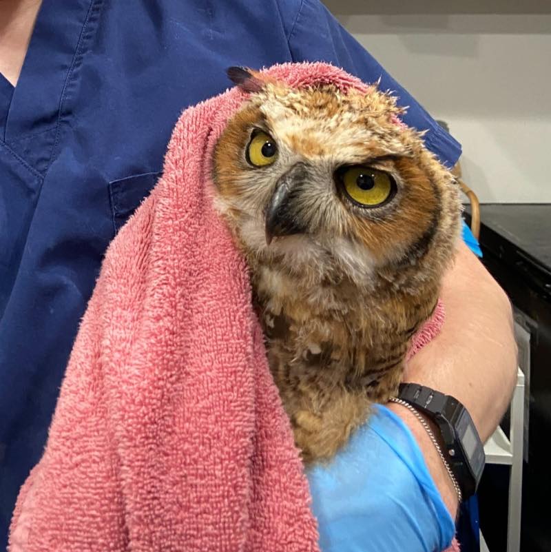 A Great Horned Owl is wrapped in a watermelon-pink towel, held between the forearm and chest of a rehabilitator wearing dark blue scrubs and light blue gloves. The owl has seen better days, missing one of his 'horn' tufts and some other head feathers, looking rather scrappy overall. His eyes are yellow tinged with green. His head is both turned and leaning slightly, oddly reminiscent of a portrait of Captain James Cook. His feathers are the shade of toasted granola with accents of cream and dark brown.