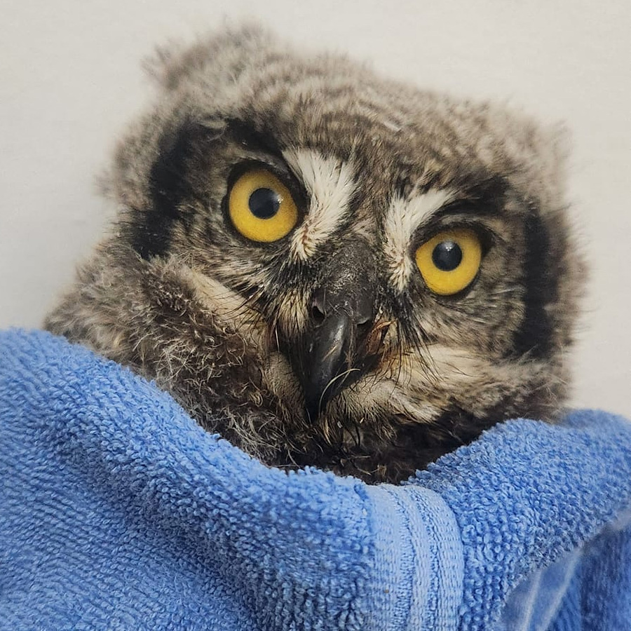 A Spotted Eagle Owlet is contained in a plain blue towel. No human is visible - this is pure owl-in-a-towel material. The owl has yellow eyes, a black beak, and brown to black plumage, with cream highlights mottled throughout. There's a fuzziness to her feathers, a product of her youth. The bridge above her beak is accented with light feathers looking like a pair of inverted parentheses ")(".