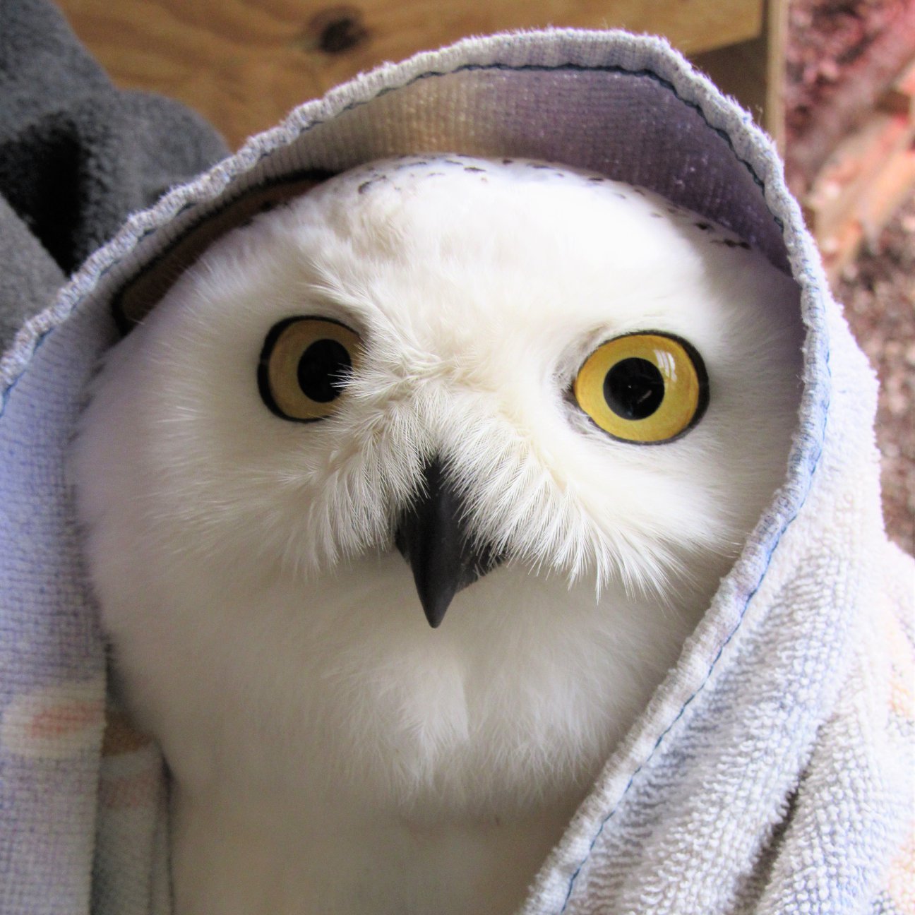 A Snowy Owl is wrapped in a lightly patterned towel, with wide yellow eyes looking at the camera.