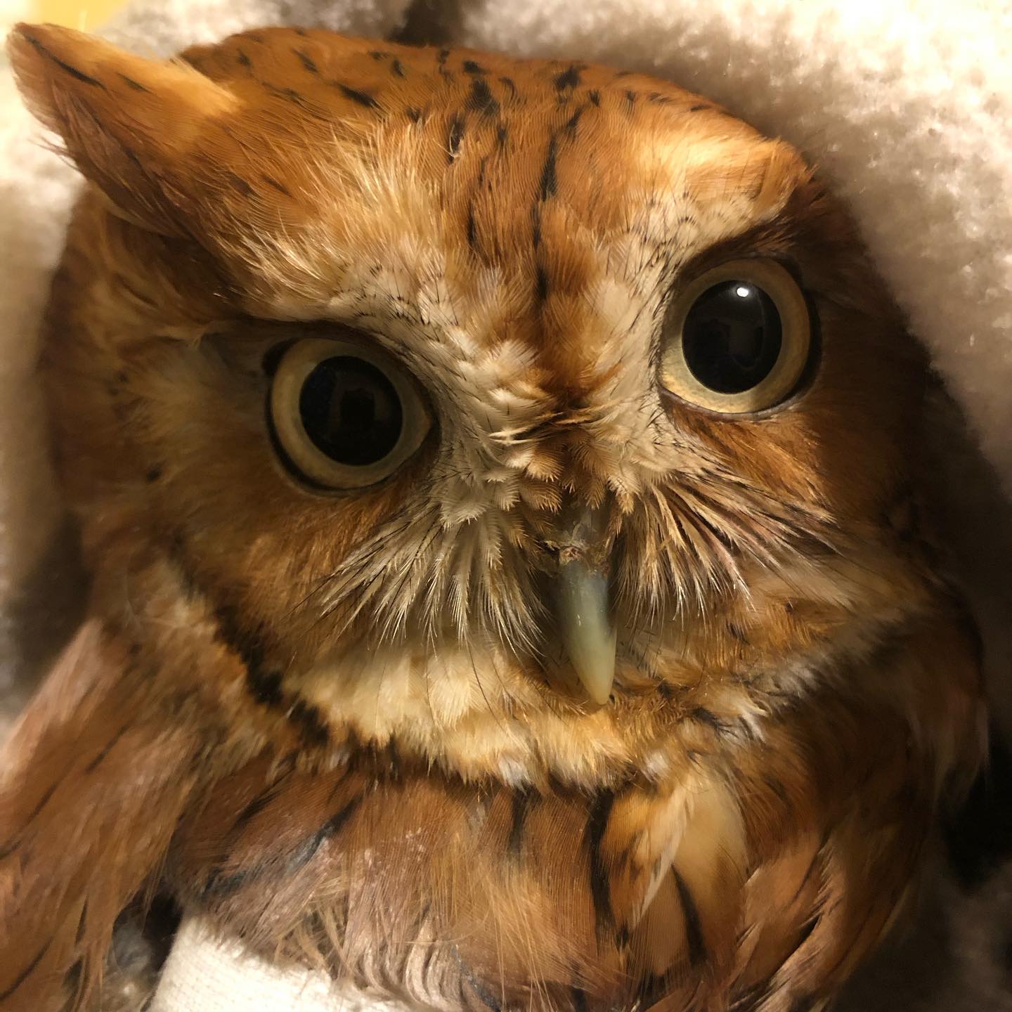 A stunning red-morph Screech Owl with a bandaged wing is nested in a white fleecy fabric. He stares at the camera with wide eyes in a shade of pale yellow-green that matches his beak. His feathers are reddish-brown all over, with patches of cream and streaks of black / dark brown. His rictal bristles around the beak and between the eyes are all standing up and flared out like a scrubbing brush, but I don't think he'd like it if you used them in that way. A single plumicorn (ear tuft) stands up on the left, the other covered by the fabric.