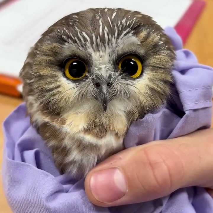 A Saw-whet Owl is contained in a lavender pillowcase or pouch during a banding operation to help efforts monitoring the migration of the species. The owl faces the camera with a pair of curious yellow eyes. A thumb is wrapped over top of the fabric. A paper document with red backing sits on a desk behind.