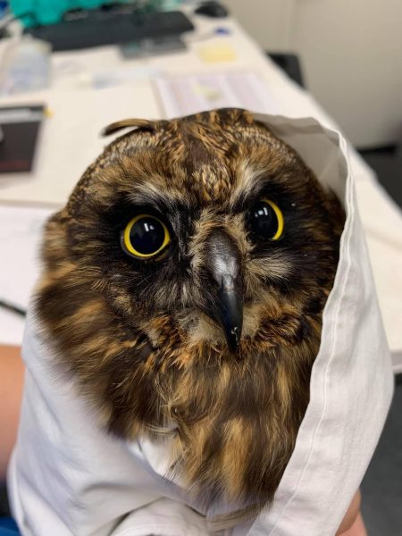 Hawai’ian Owl Rescue