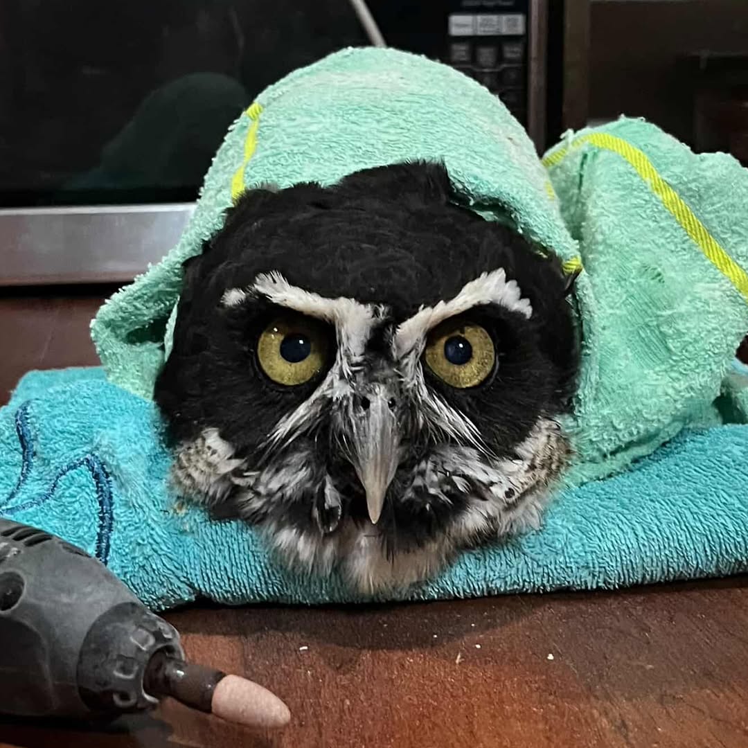Luna the Spectacled Owl is wrapped like a torpedo at Belize Raptor Center. Luna's encased in a bright seafoam green towel on top of a second towel, aqua blue, folded upon a bed of polished floorboards next to a rotary grinding tool. A microwave sits behind. Luna's eyes are olive green and looking squarely at the camera, unimpressed. 

The "spectacles" of her species' namesake are white, in stark contrast to her black plumage. The spectacles are more akin to a pair of greater than '>' and less than '<' symbols that don't quite meet in the middle. Her chin feathers, also white, look a little like a beard.
