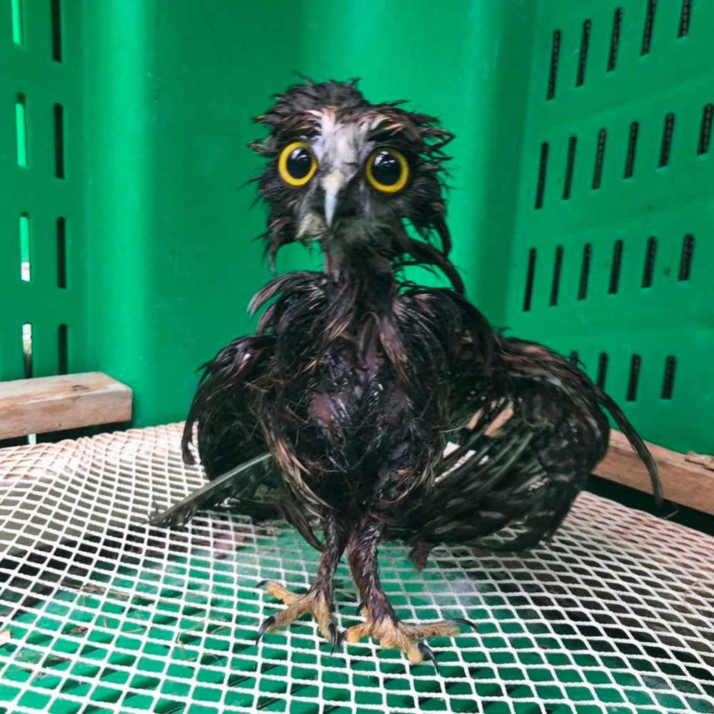 A full body shot of the wet owl, sans towel. His Sid Vicious plumage is blackened by the wetness, and some barbs are stuck to the the feather shafts, creating gaps in the wings that look like see-through ribs. The photo really is something: imagine a yellow-eyed Koosh ball on a swivel, sticking out from a tarred turkey carcass. A truly bizarre and sorry-looking creature, but if it's any assurance the owl is fine. His legs are bowed with tan-feathered toes splayed out below. He stands upon a white net inside a green plastic box, with wooden perches around the edge.