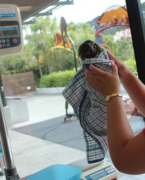 Another angle of the burritowl