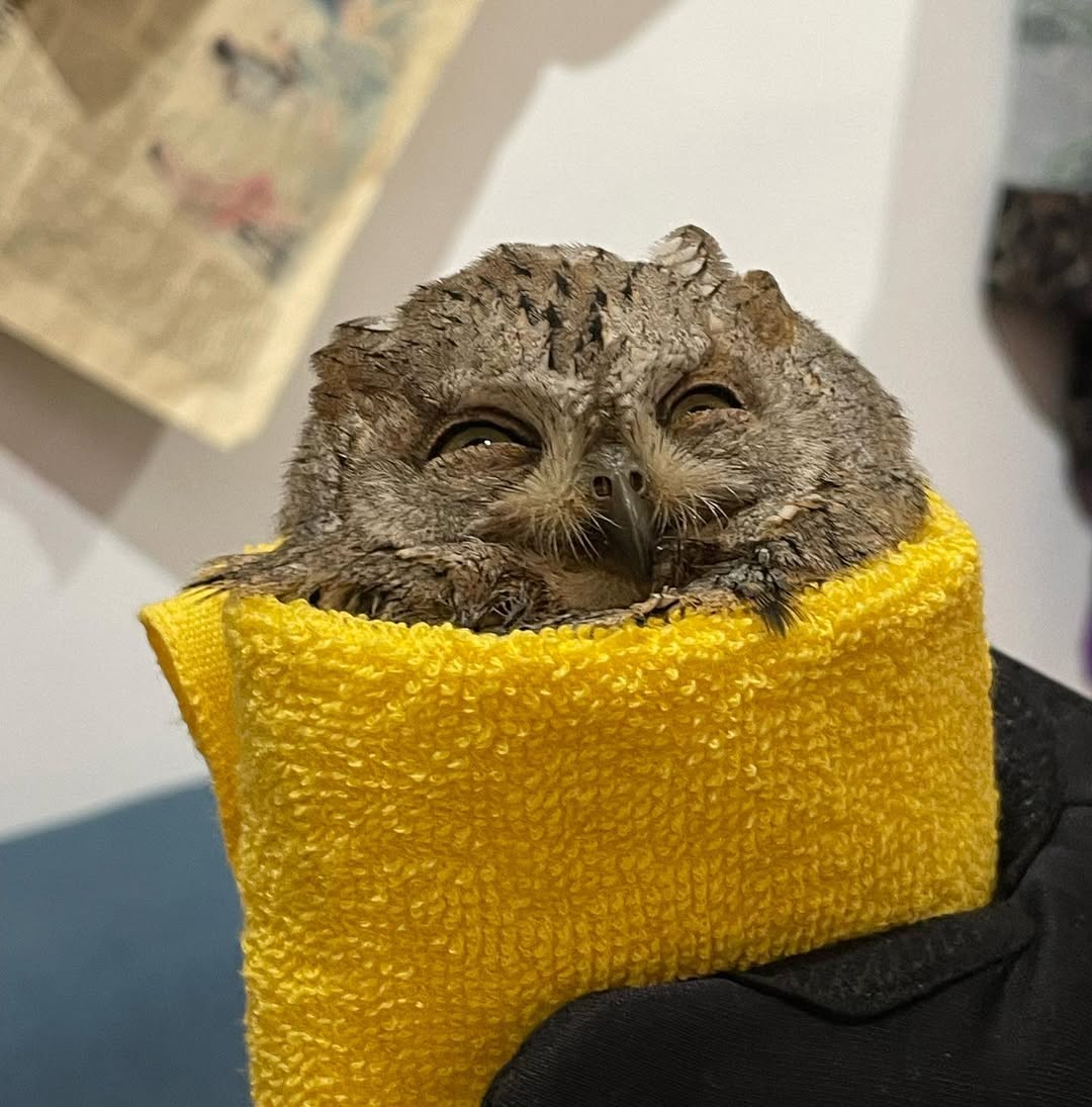 A Eurasian Scops Owl was found being pecked at by crows in a park in North Macedonia. The image+video shows the process and result of it being wrapped in a brilliant yellow towel, before later being released. In the final photo, its eyes are green and crescent-shaped from squinting, with pupils barely visible above the lower lids. One might even suggest the owl looks happy. Realistically—and almost certainly—it is not.