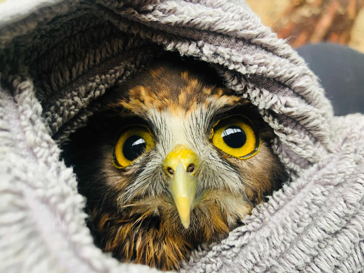 You’re My Owly hope!