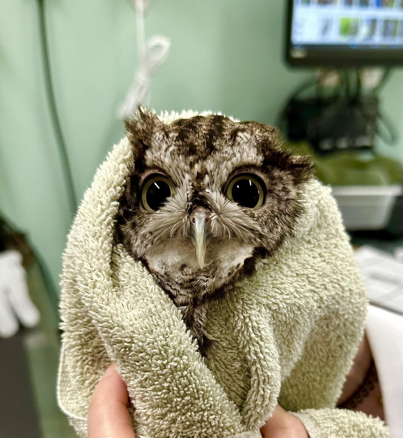 In sharp focus is an EASO (Eastern Screech Owl) with spectacularly fluffy rictal bristles i.e. whiskers above the beak, like a feathery moustache. His facial feathers are shades of light and dark grey—ash and charcoal—with a pair of grey-green eyes that match the muted sage green of the towel in which he is wrapped. He is facing the camera directly and held by the hands of a rehabilitator, separated by the green towel. Out of focus in the background top right is a display and electronics. The rest of the background is awash with more green, somewhere between pistachio and turquoise.

From the clinic name “BeWild Reptile Rescue”, it would seem this owl lacks the features of its typical reptilian guests, but he looks very welcome all the same.