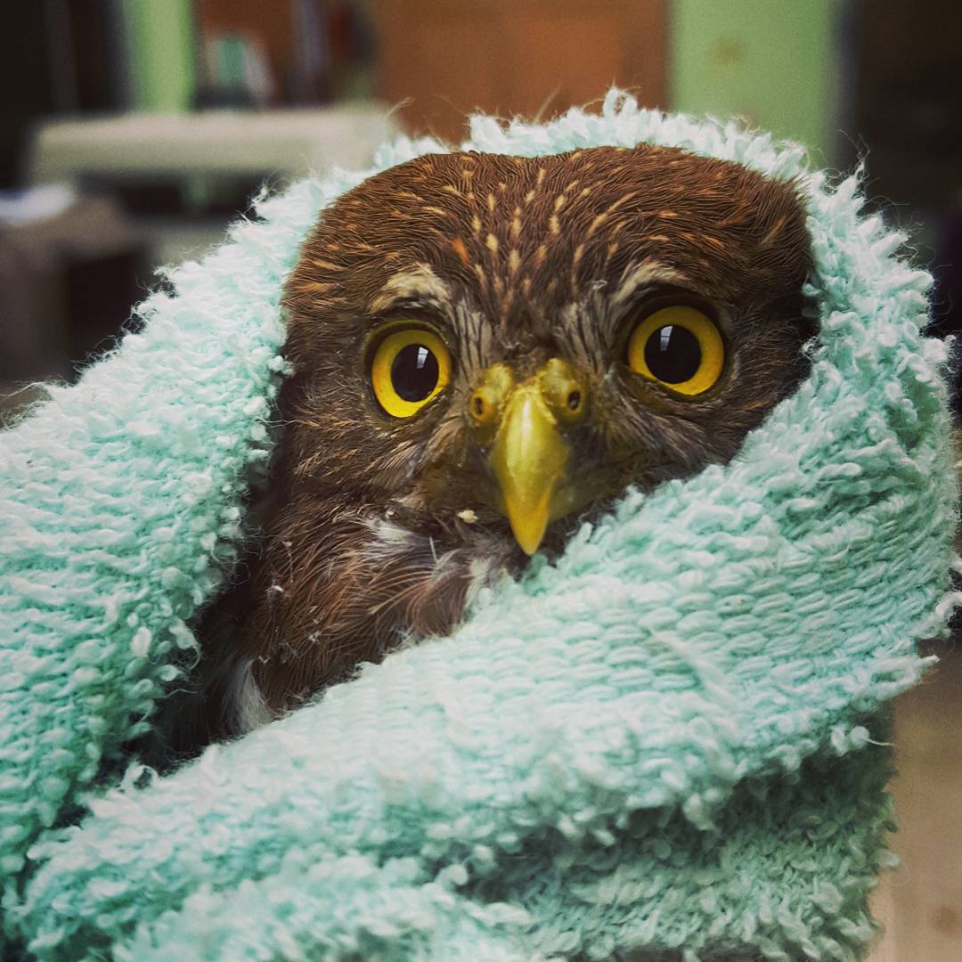 Pygmy-owl: Thiever of Hearts 