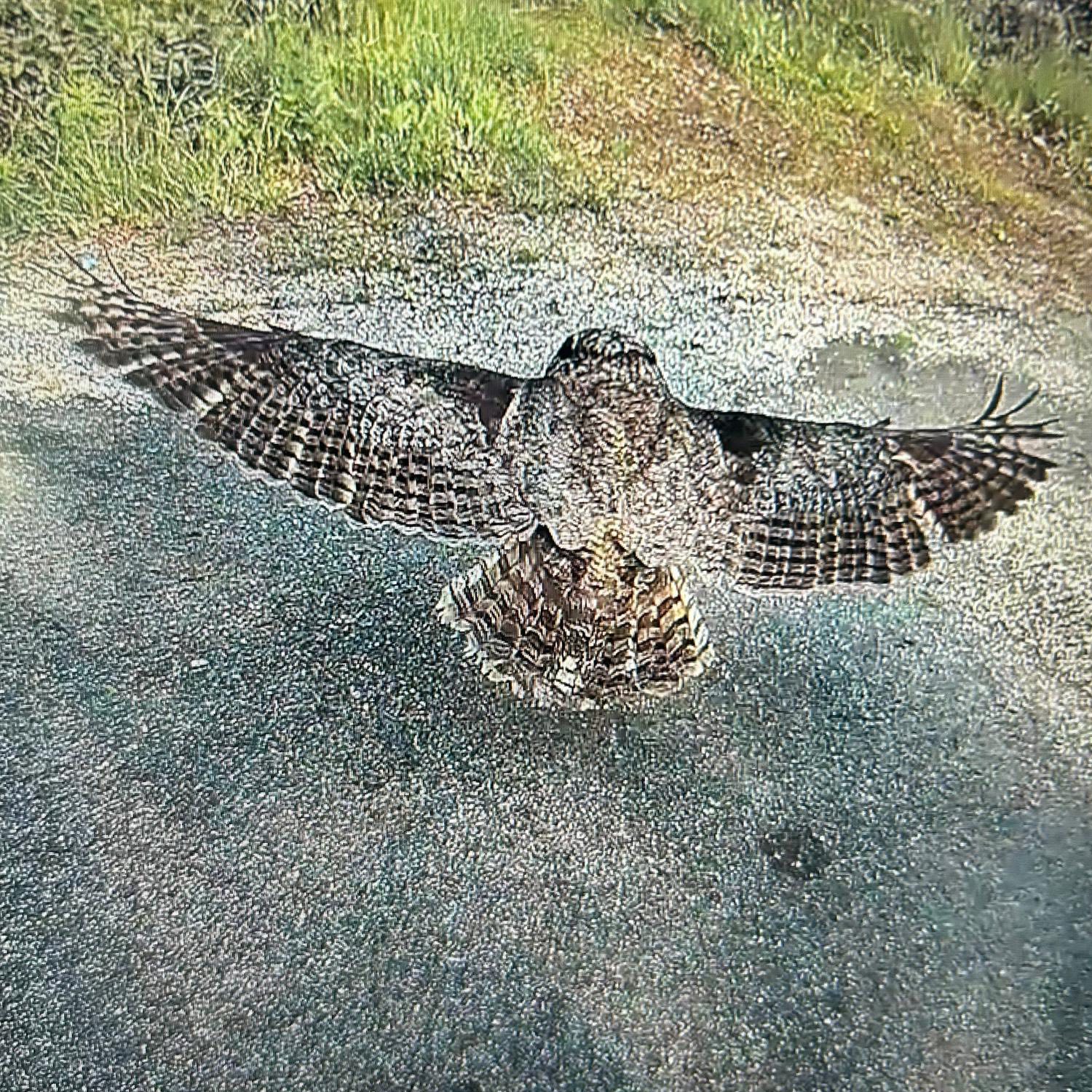 Photographed immediately after release, the owl flies low to the ground with wings outstretched above a stony pavement. The camera looks down at 45 degrees from above, so we catch a full "plan" view of the owl's back and wings, slightly camouflaged against the pebbled surface, as he flies toward a grassy area beyond. Go well friend.