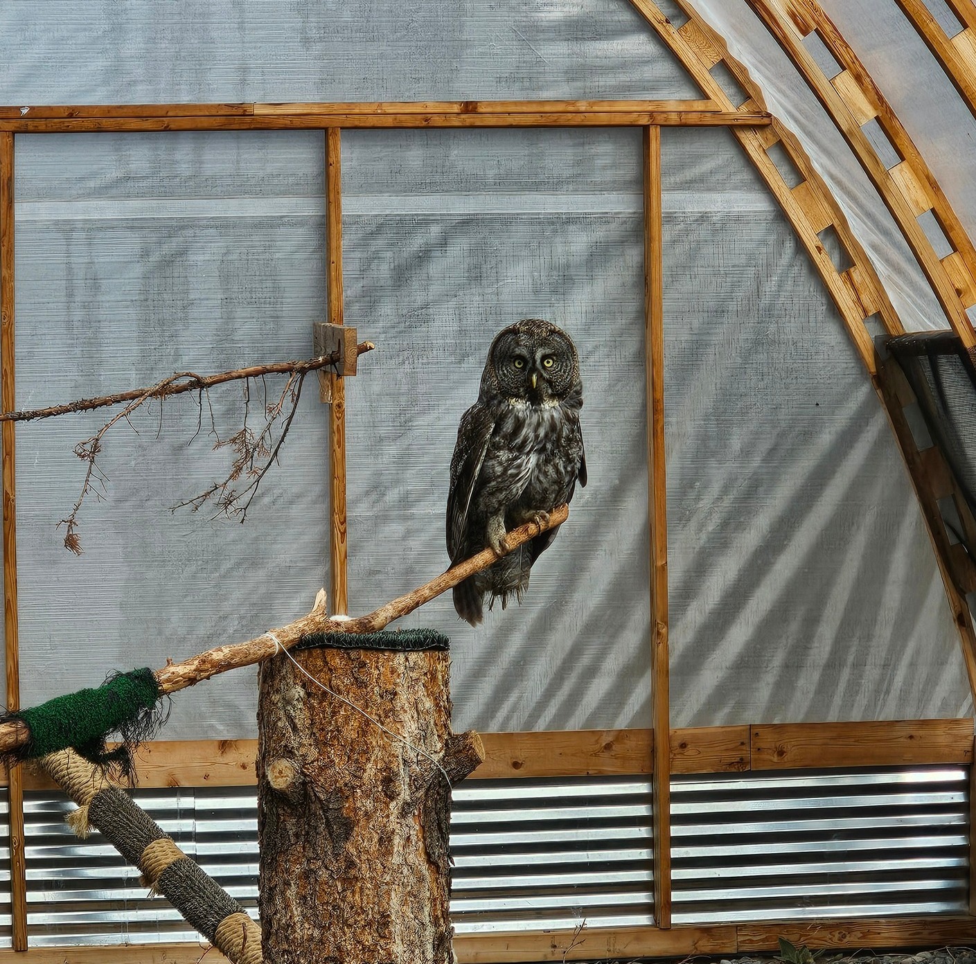 Our friend is now perched on a bare wooden branch in an indoor flight dome. The wall behind is made of white netting and wooden framing. More tree-related paraphernalia is about, with some branches and stumps wrapped in mix of jute rope and astroturf.
