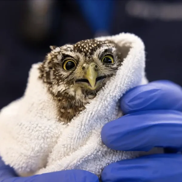 Close Call Collision