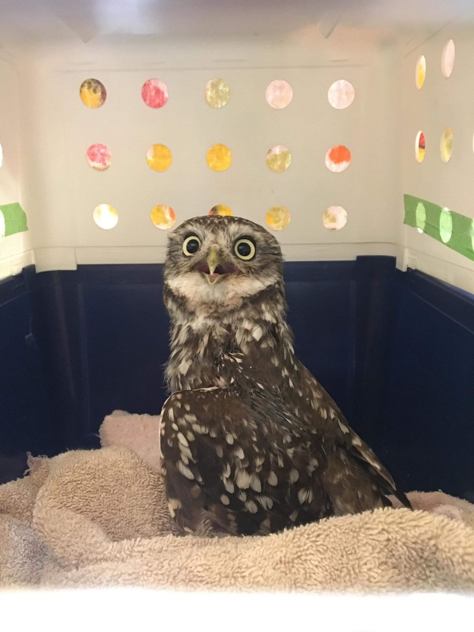 The owl is sat on the same taupe towel, now inside a blue and white pet-carrier box. With head raised, eyes wide and mouth open, the owl looks far more animated, although perhaps disinclined to seeking further human companionship.