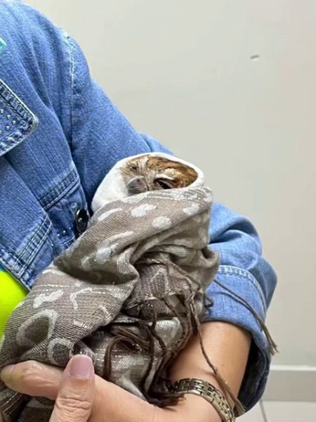 Couchie is swaddled in the scarf, on his back and in the crook of a denim-sleeved elbow belonging to a rehabilitator.