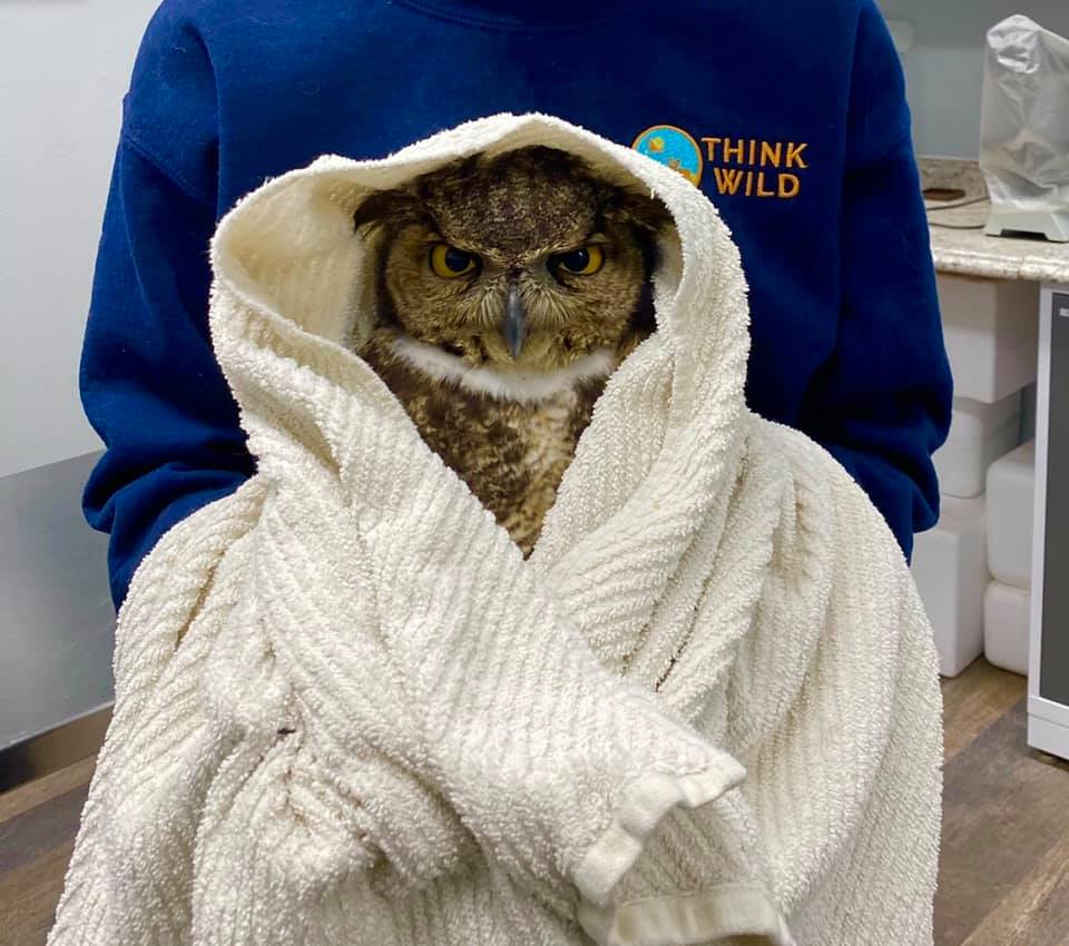 Great-horned “Owly-wan”